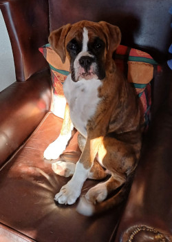 Cilla. Female boxer dog, 8 months old, beautiful rich golden brindle with good red base colour showing through and clearly defined stripes